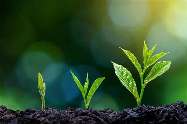 梦见种树 梦见种树