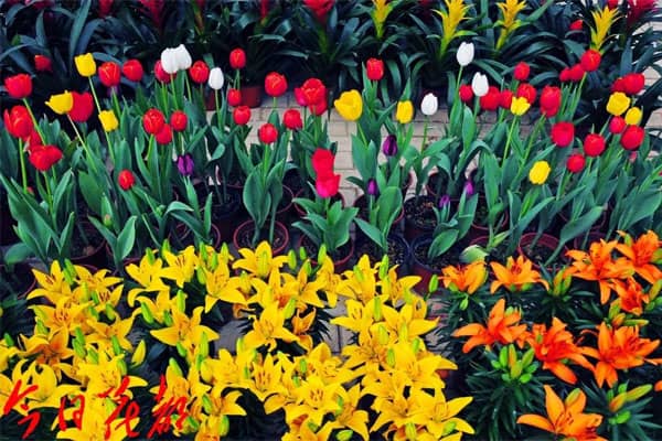 梦见花是什么意思 梦见花是什么意思