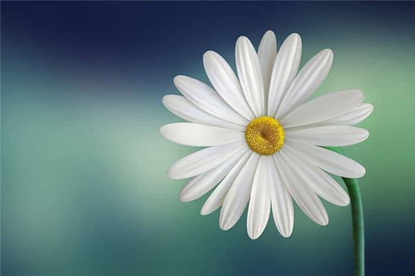 梦见花开是什么意思 梦见花开是什么意思