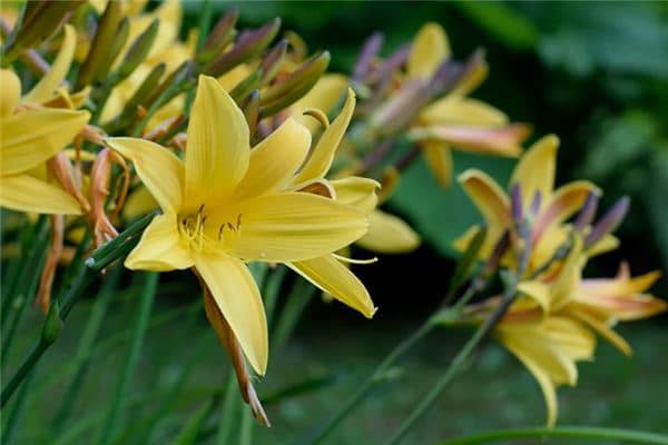 梦见黄花菜是什么预兆 梦见黄花菜是什么预兆