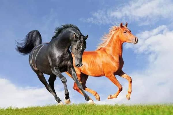 梦见马是什么意思 梦见马是什么意思