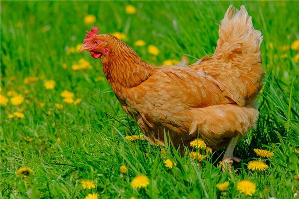 梦见死鸡是什么意思 梦见死鸡是什么意思