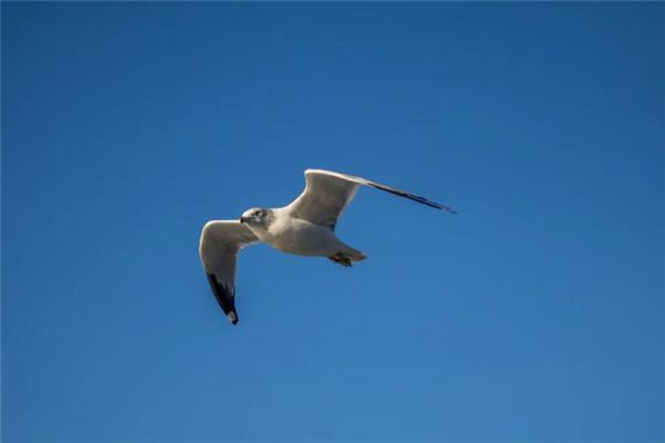 梦见会飞是什么意思 梦见会飞是什么意思