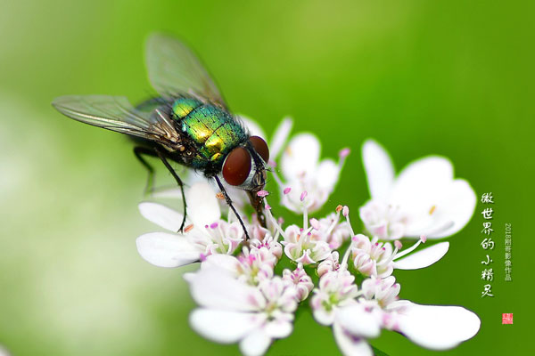梦见苍蝇 梦见苍蝇