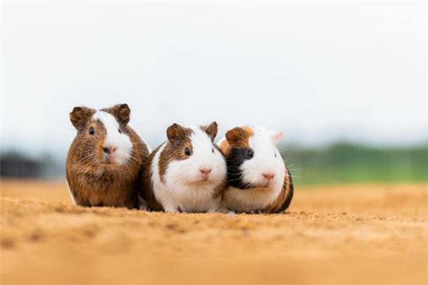 梦到打死老鼠 梦到打死老鼠