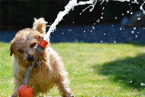 梦见水管喷水是什么意思 梦见水管喷水是什么意思