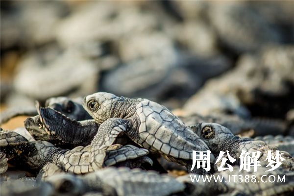 梦见放生是什么意思 梦见放生是什么意思