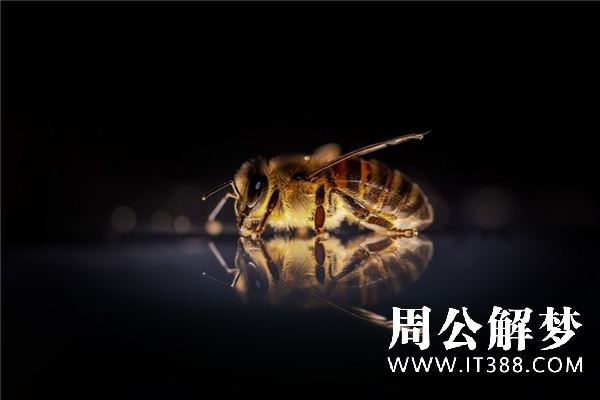 梦见被蜜蜂蛰是什么意思 梦见被蜜蜂蛰是什么意思