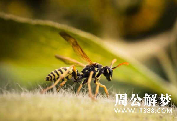 梦见被蜜蜂蛰了手是什么意思