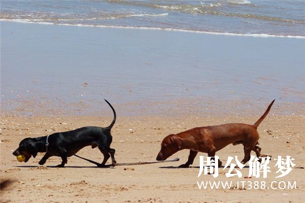 梦见被狗追是什么预兆 梦见被狗追是什么预兆