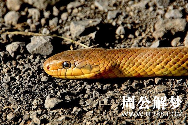 梦见被蛇追是什么意思 梦见被蛇追是什么意思