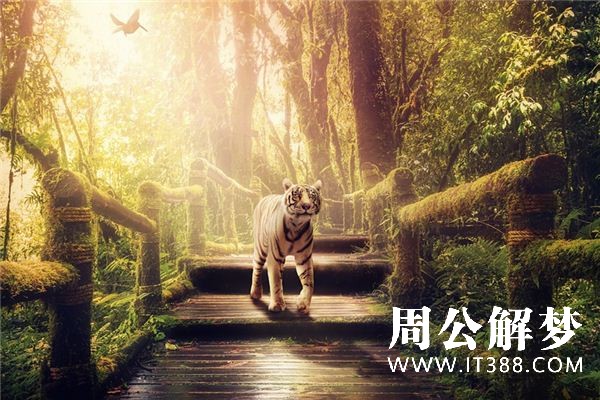 梦见被老虎追是什么预兆 梦见被老虎追是什么预兆