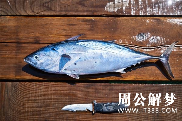 梦见好多死鱼 梦见好多死鱼