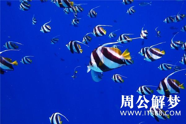 梦见好多鱼 梦见好多鱼