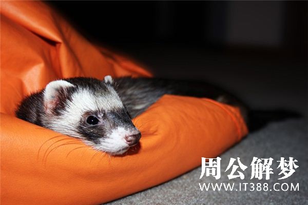 梦见黄鼠狼是什么意思 梦见黄鼠狼是什么意思