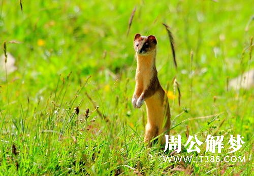 孕妇梦见黄鼠狼 孕妇梦见黄鼠狼