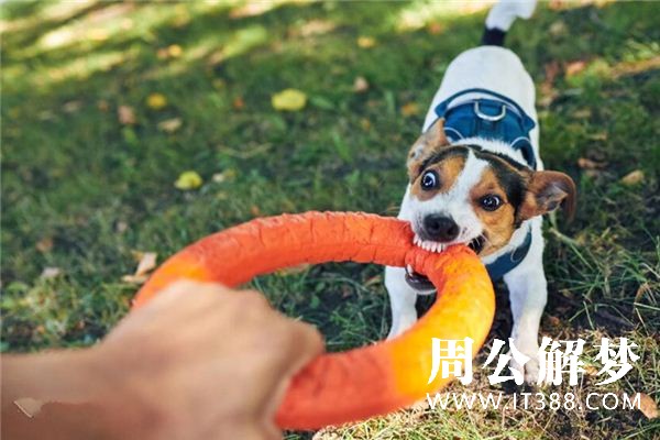 梦见狗咬人是什么意思 梦见狗咬人是什么意思