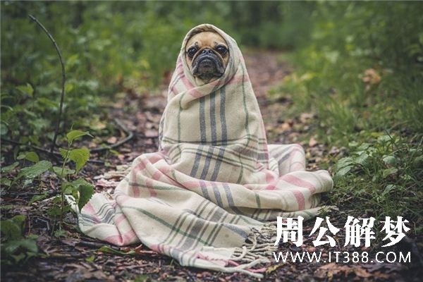 梦见杀狗是什么意思 梦见杀狗是什么意思