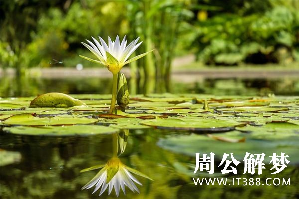 梦见池塘是什么意思 梦见池塘是什么意思