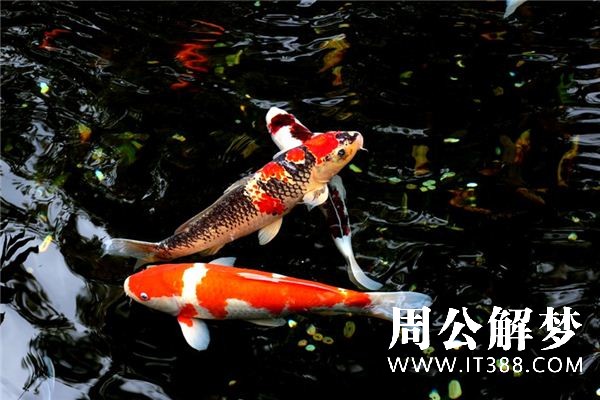 梦见鲤鱼是什么意思 梦见鲤鱼是什么意思