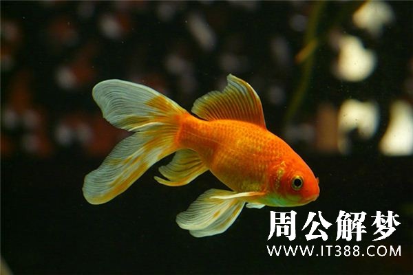 梦见红鲤鱼是什么预兆 梦见红鲤鱼是什么预兆