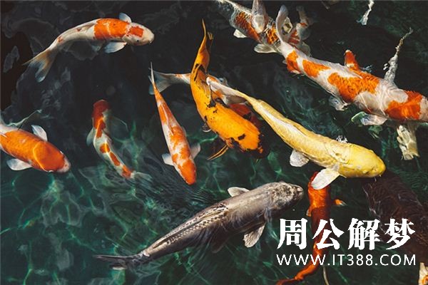 梦见大鲤鱼是什么意思 梦见大鲤鱼是什么意思