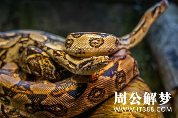 孕妇梦见蟒蛇 孕妇梦见蟒蛇