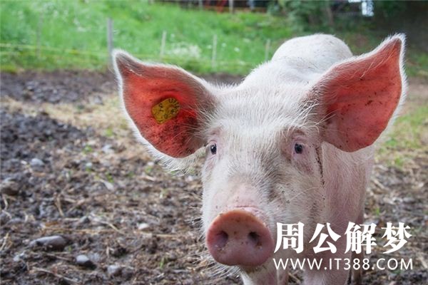 孕妇梦见猪 孕妇梦见猪