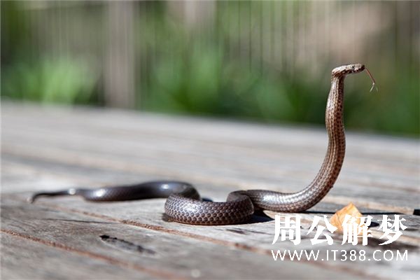 梦见蛇缠身 梦见蛇缠身