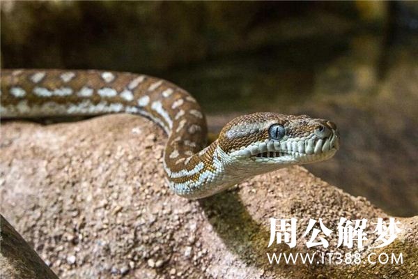 孕妇梦见大蟒蛇