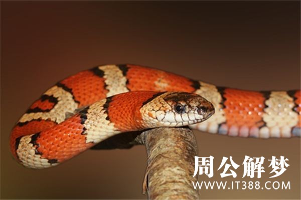 孕妇梦见被蛇追 孕妇梦见被蛇追