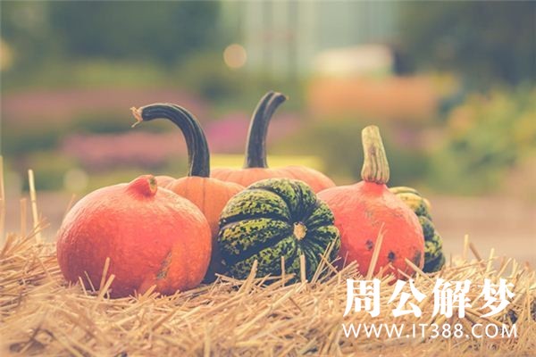 孕妇梦见南瓜 孕妇梦见南瓜