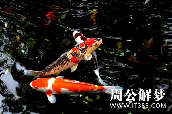 孕妇梦见鲤鱼 孕妇梦见鲤鱼