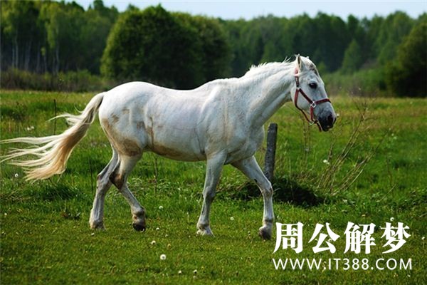 孕妇梦见马 孕妇梦见马