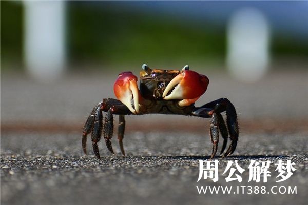 孕妇梦见螃蟹 孕妇梦见螃蟹