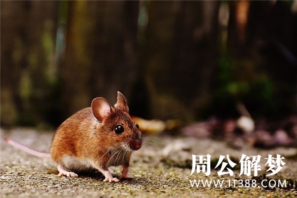 孕妇梦见被老鼠咬 孕妇梦见被老鼠咬