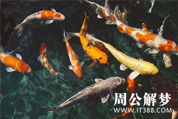 孕妇梦见好多鱼