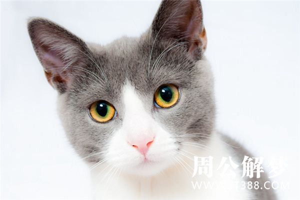孕妇梦见猫 孕妇梦见猫