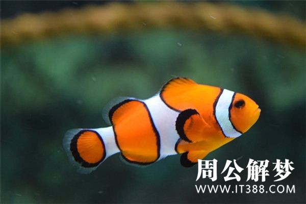 孕妇梦见鱼 孕妇梦见鱼