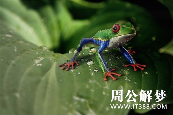 孕妇梦见青蛙 孕妇梦见青蛙