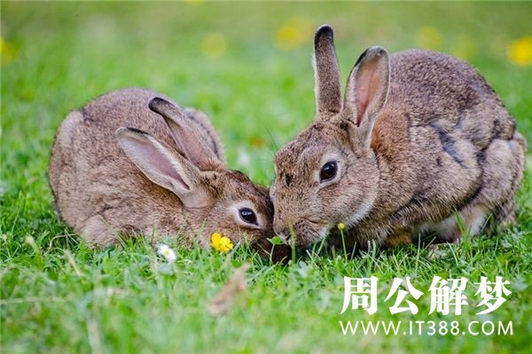 孕妇梦见兔子 孕妇梦见兔子