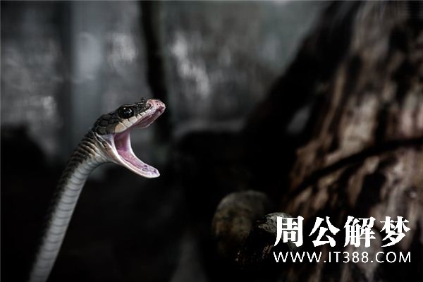 梦见蛇咬人 梦见蛇咬人