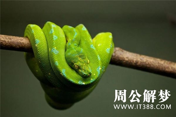 梦见两条大蟒蛇是什么意思 梦见两条大蟒蛇是什么意思