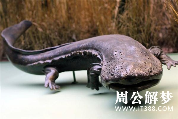 梦见娃娃鱼是什么意思 梦见娃娃鱼是什么意思