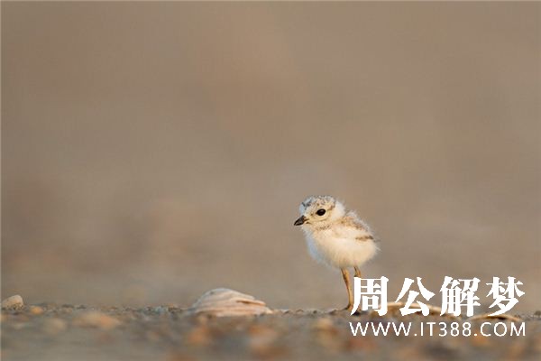 梦见小鸡仔 梦见小鸡仔