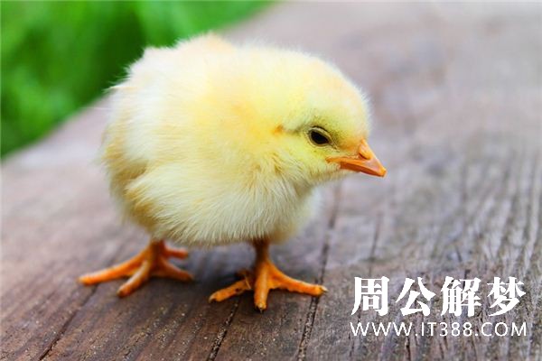 梦见小鸡是什么意思 梦见小鸡是什么意思