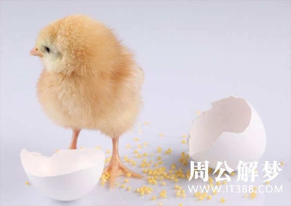 小鸡破壳而出