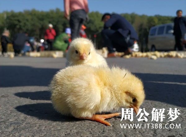 1615016629189750.jpg 梦见小鸡满地跑