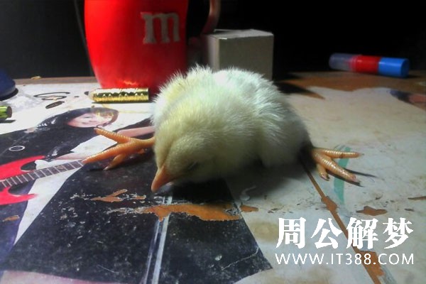 1615016824154575.jpg 梦见小鸡死了