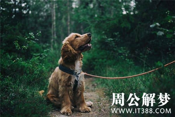 梦见狗咬脚是什么意思 梦见狗咬脚是什么意思